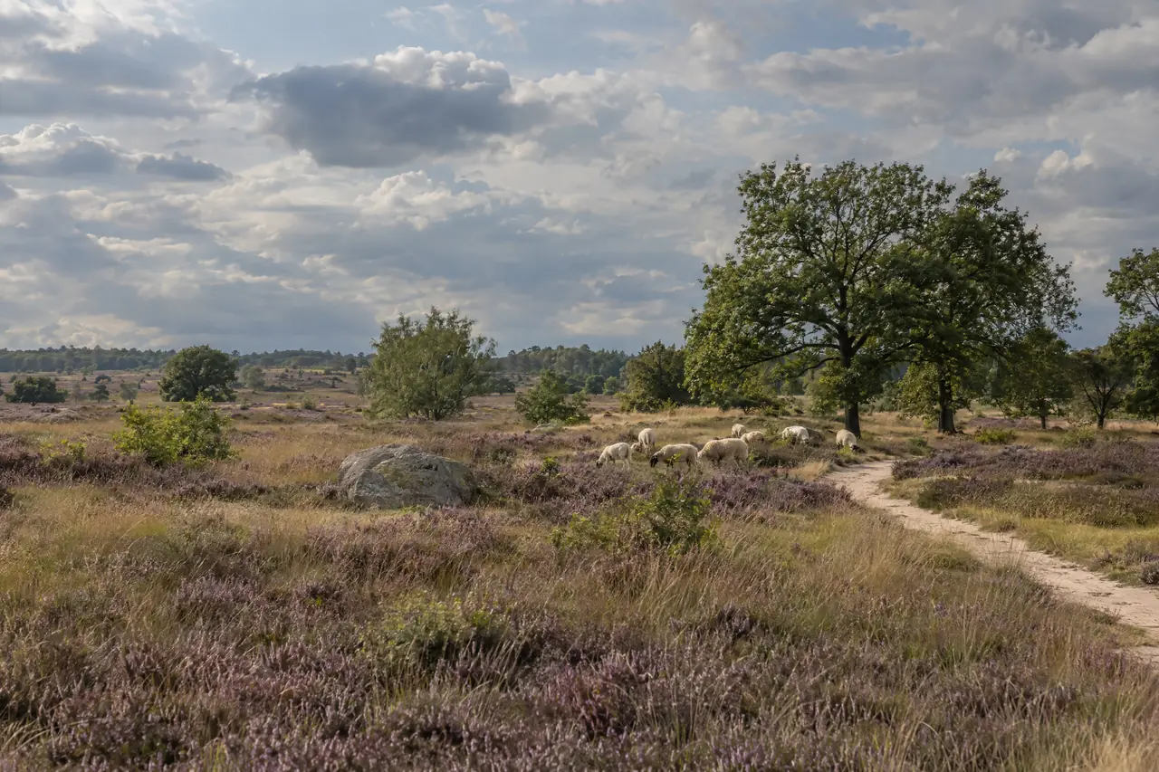 Heide met schapen, een zandpad en eiken