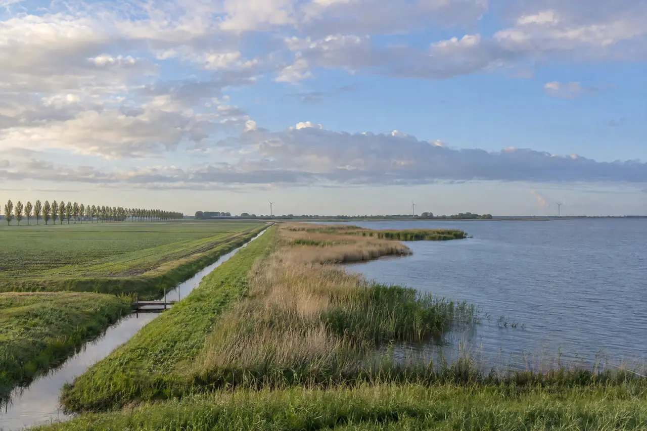 Strakke polder met sloten, populieren en een rietoever