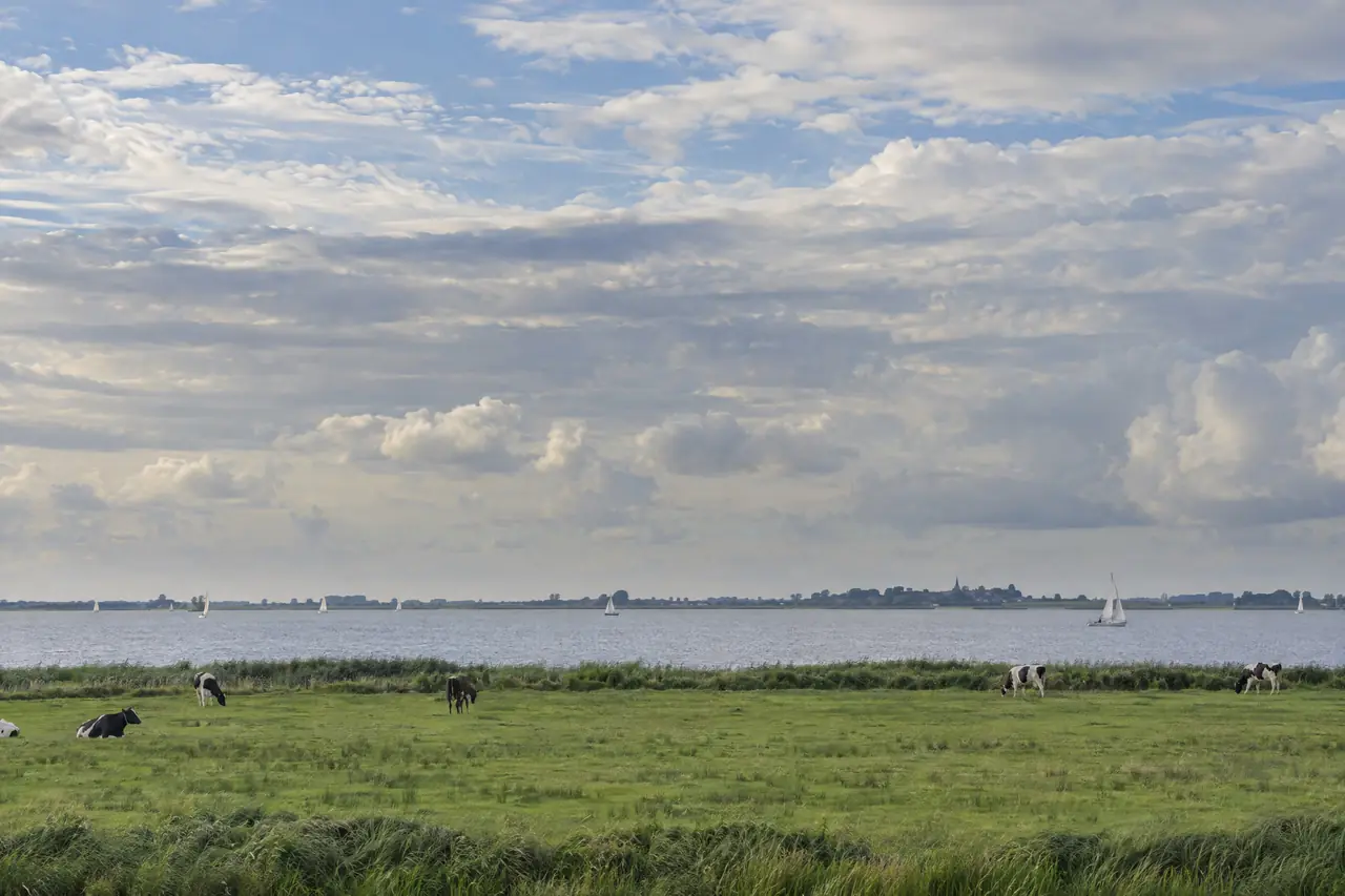 Weiden met koeien aan een meer met verre zeilboten