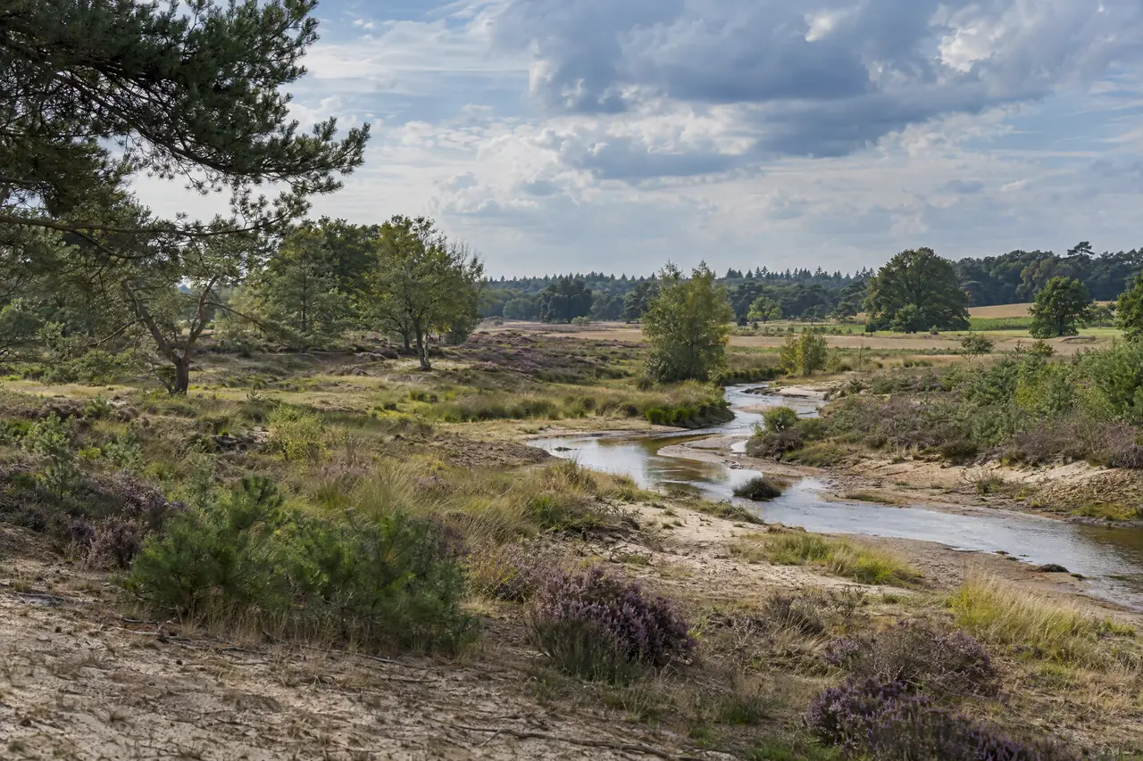 Zandlandschap met een beekdal, heide en dennen