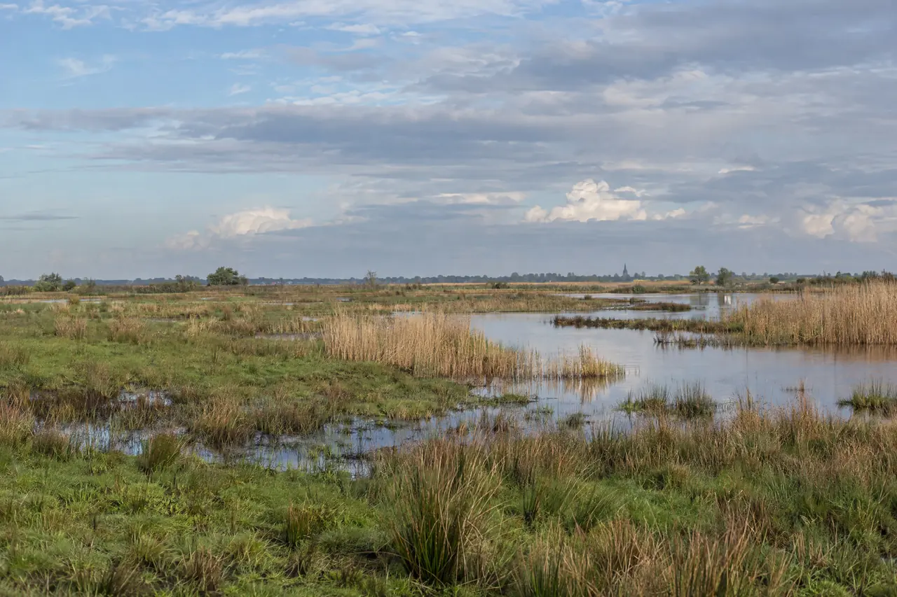 Laagveen met rietland en veenplassen