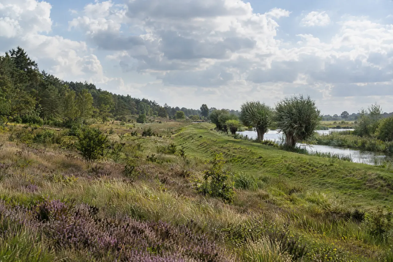 Bosrand met heide en een rivierdijk met knotwilgen
