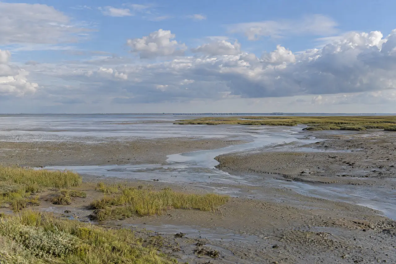 Estuarium bij laagwater met slikken en schorren