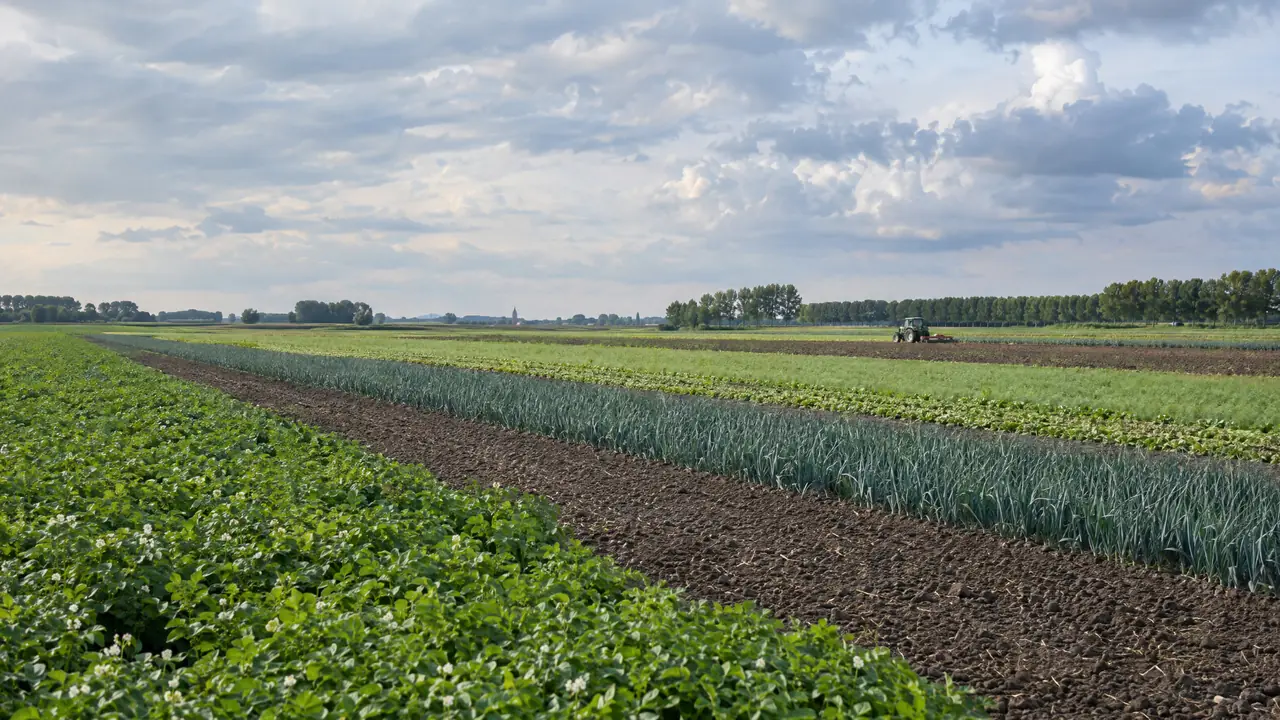 Strokenteelt in een vlak polderlandschap