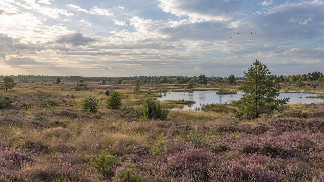 Bloeiende heide met een ven en vliegende vogels